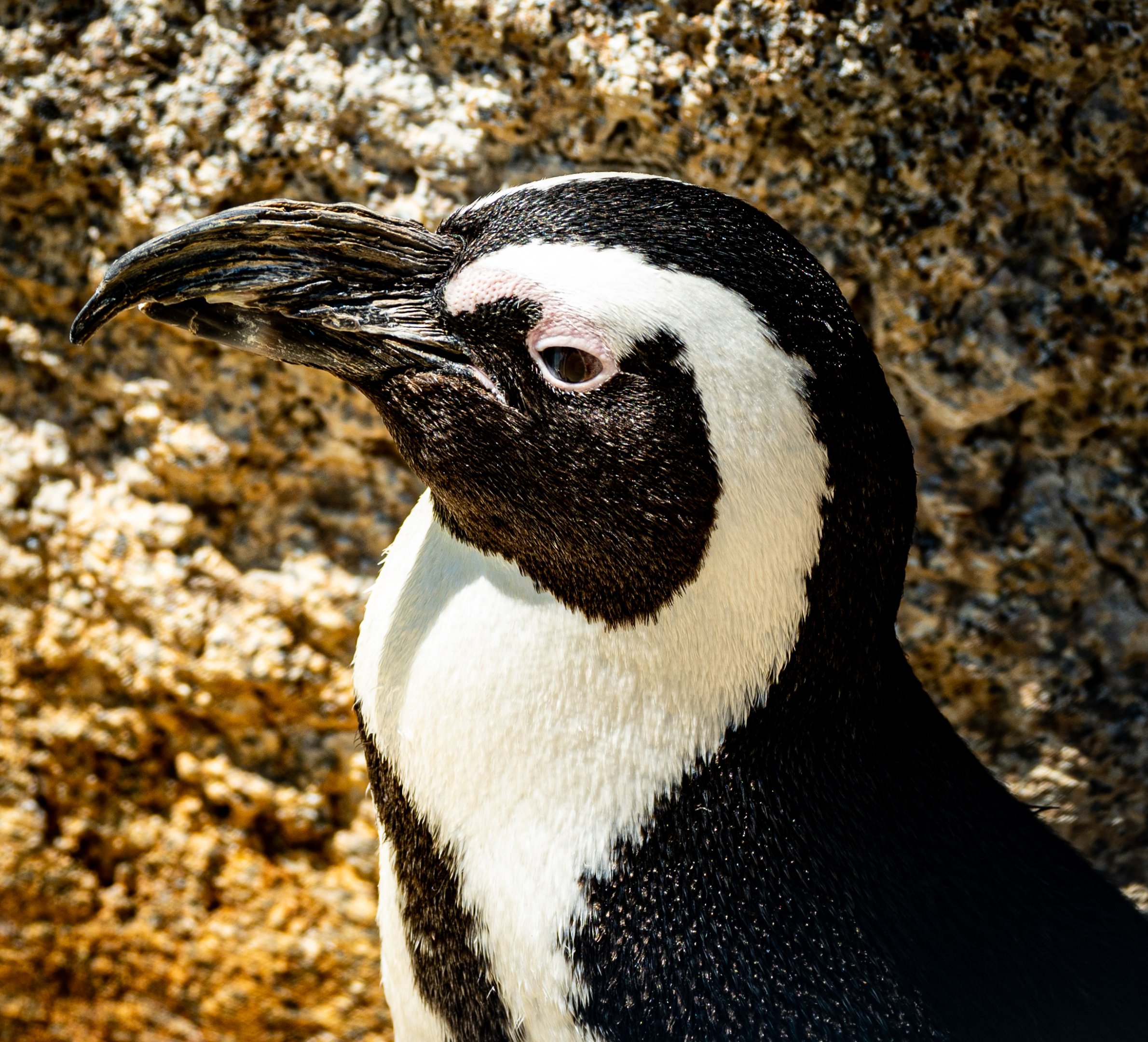 African Penguin
