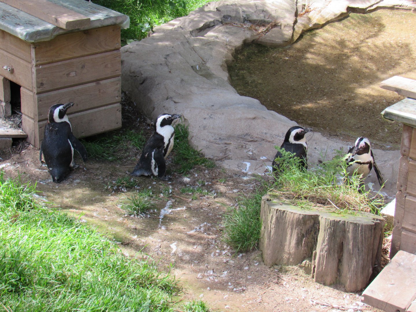 African Penguin