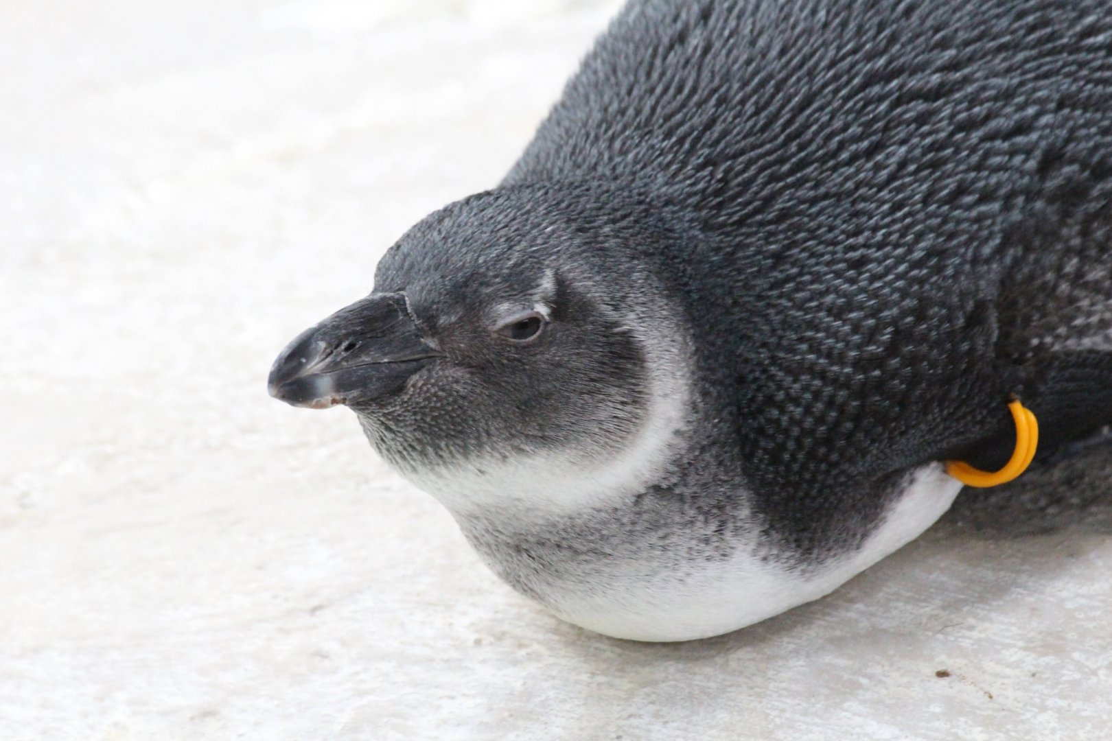 African Penguin