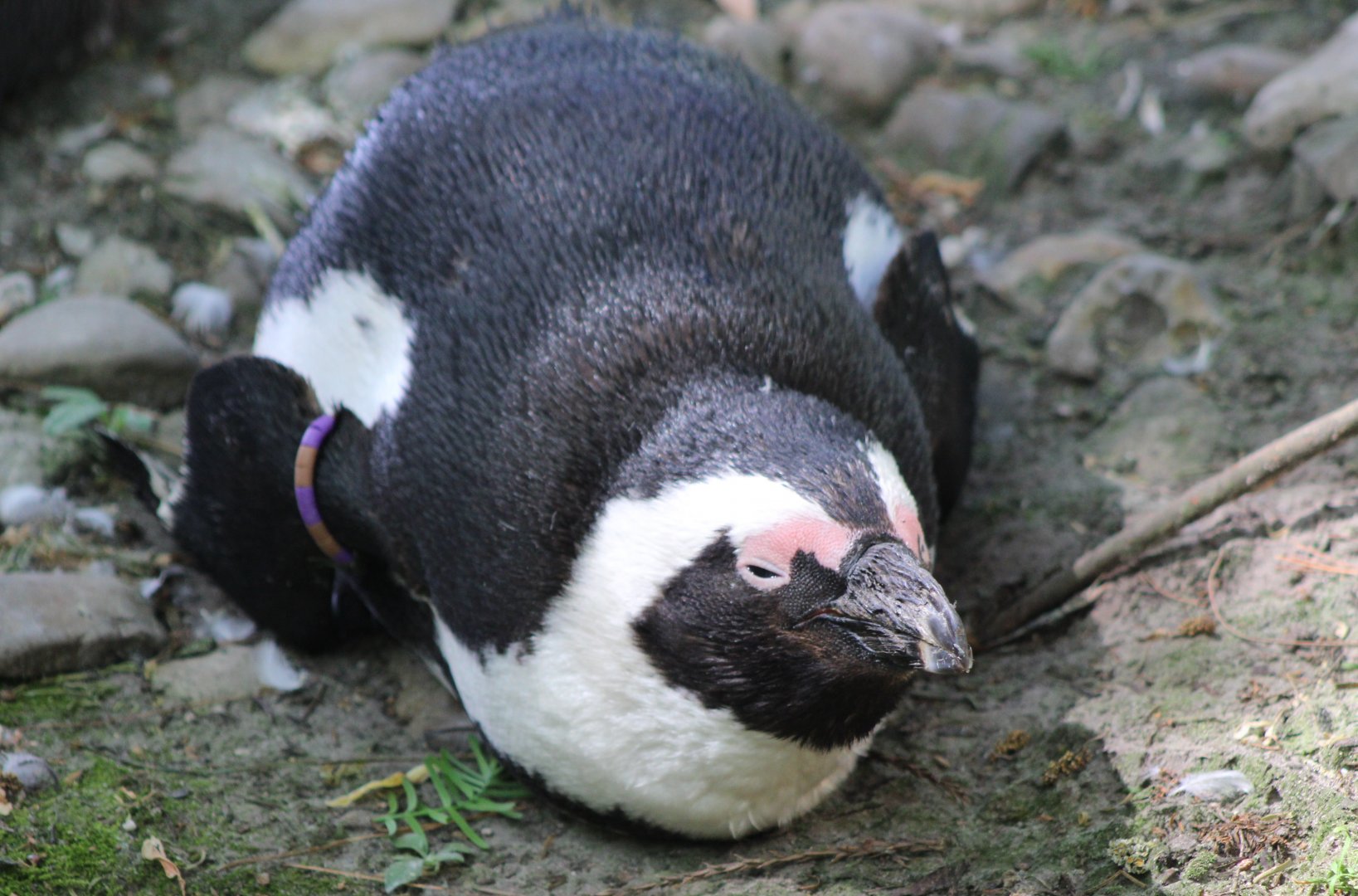 African penguin
