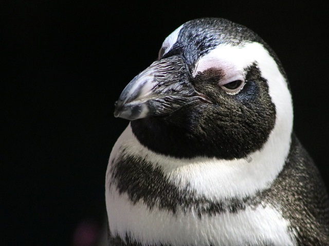 African Penguin
