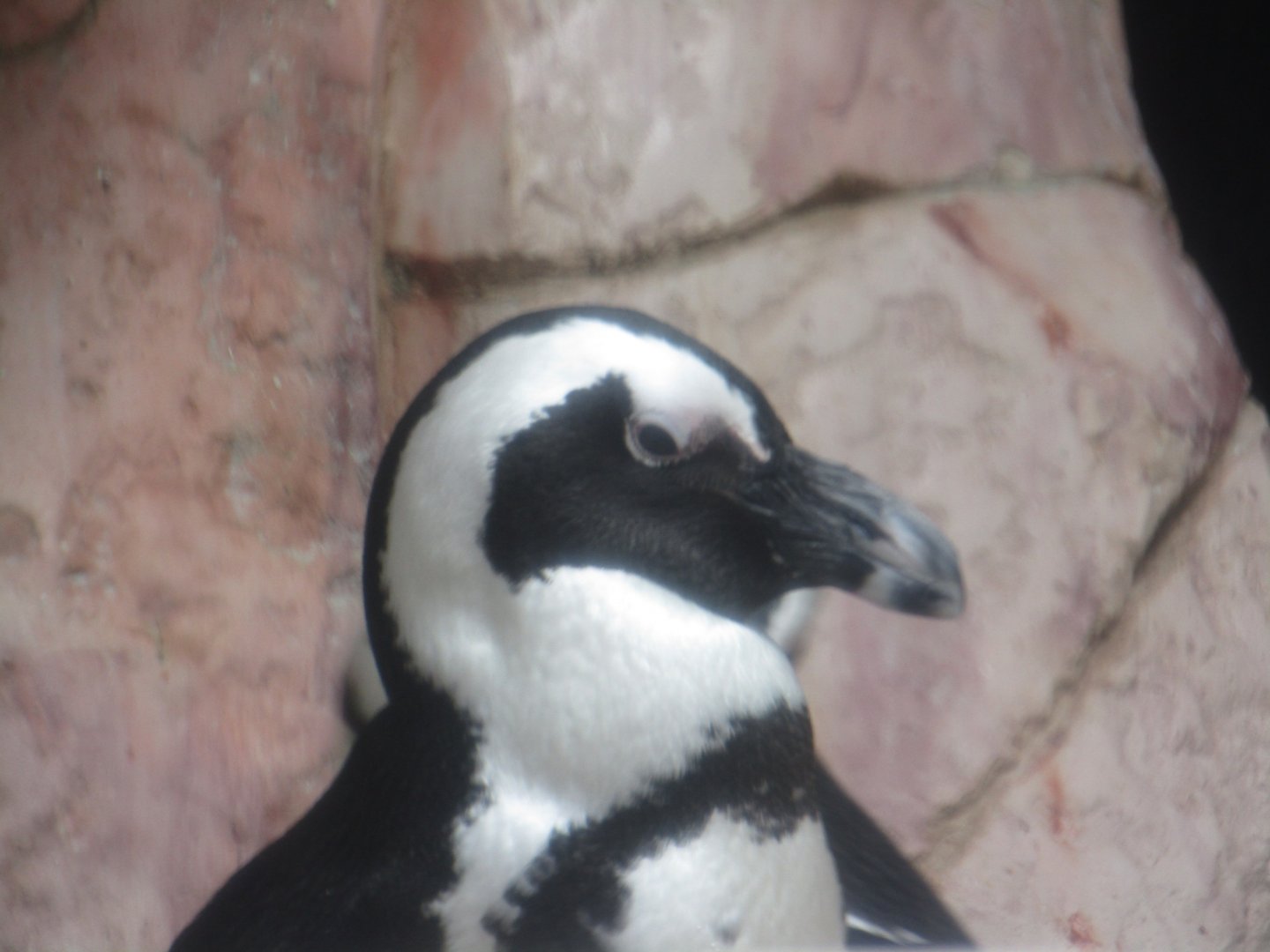 African Penguin