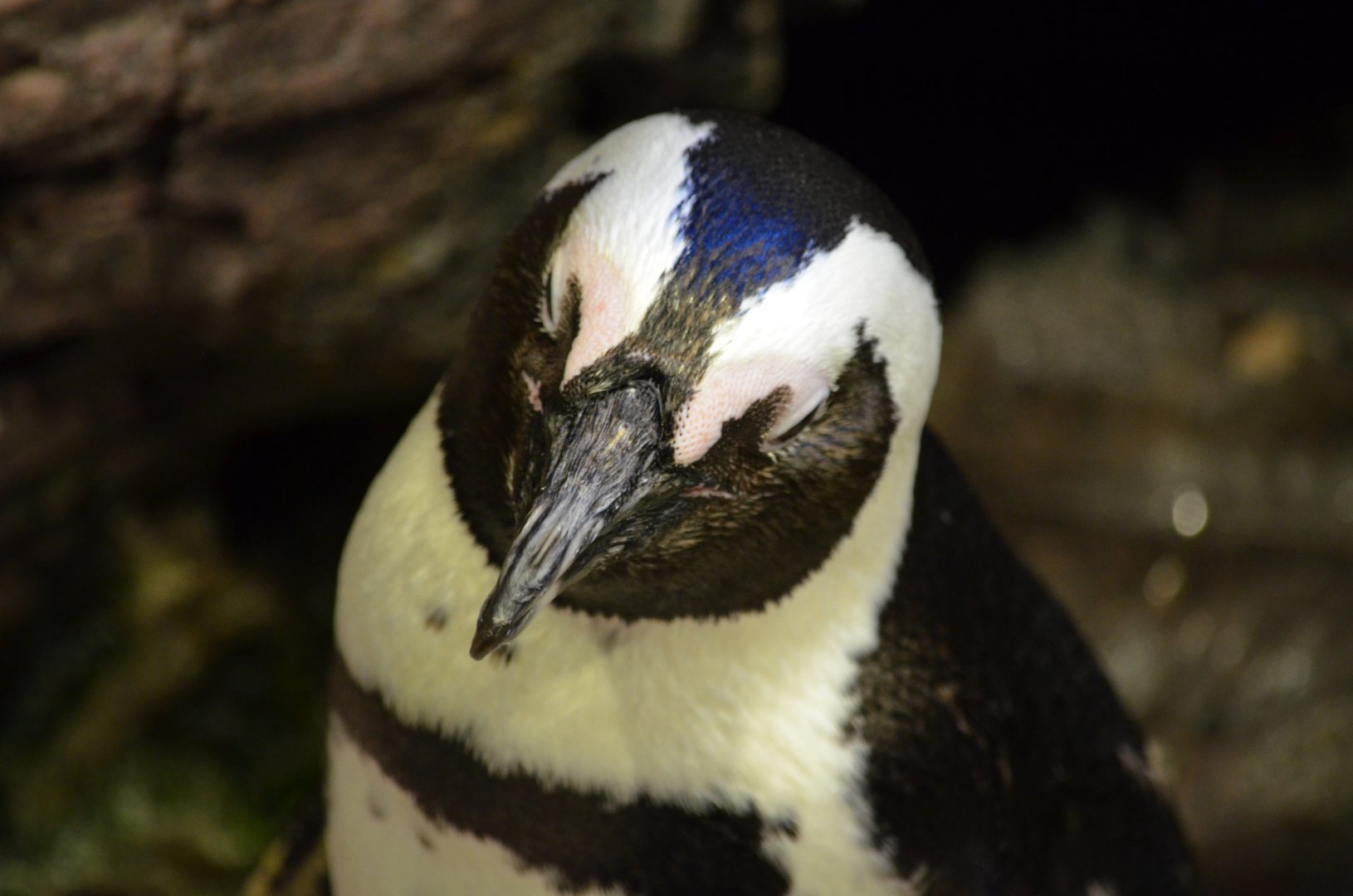 African Penguin