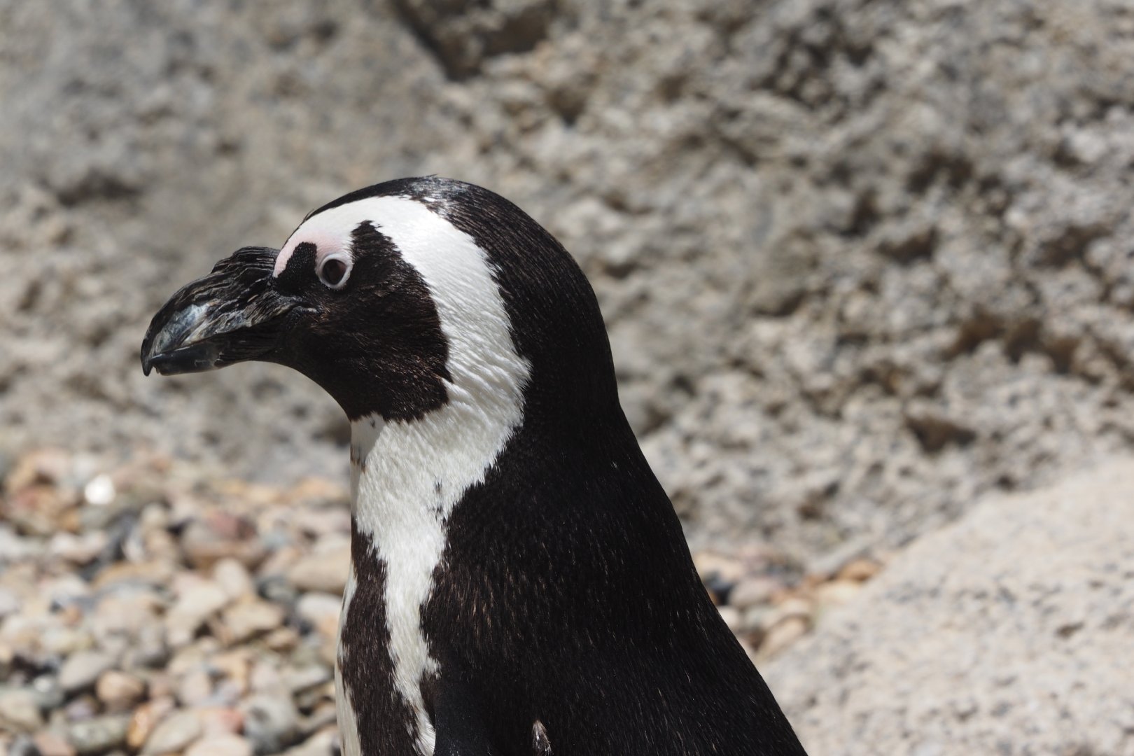 African penguin