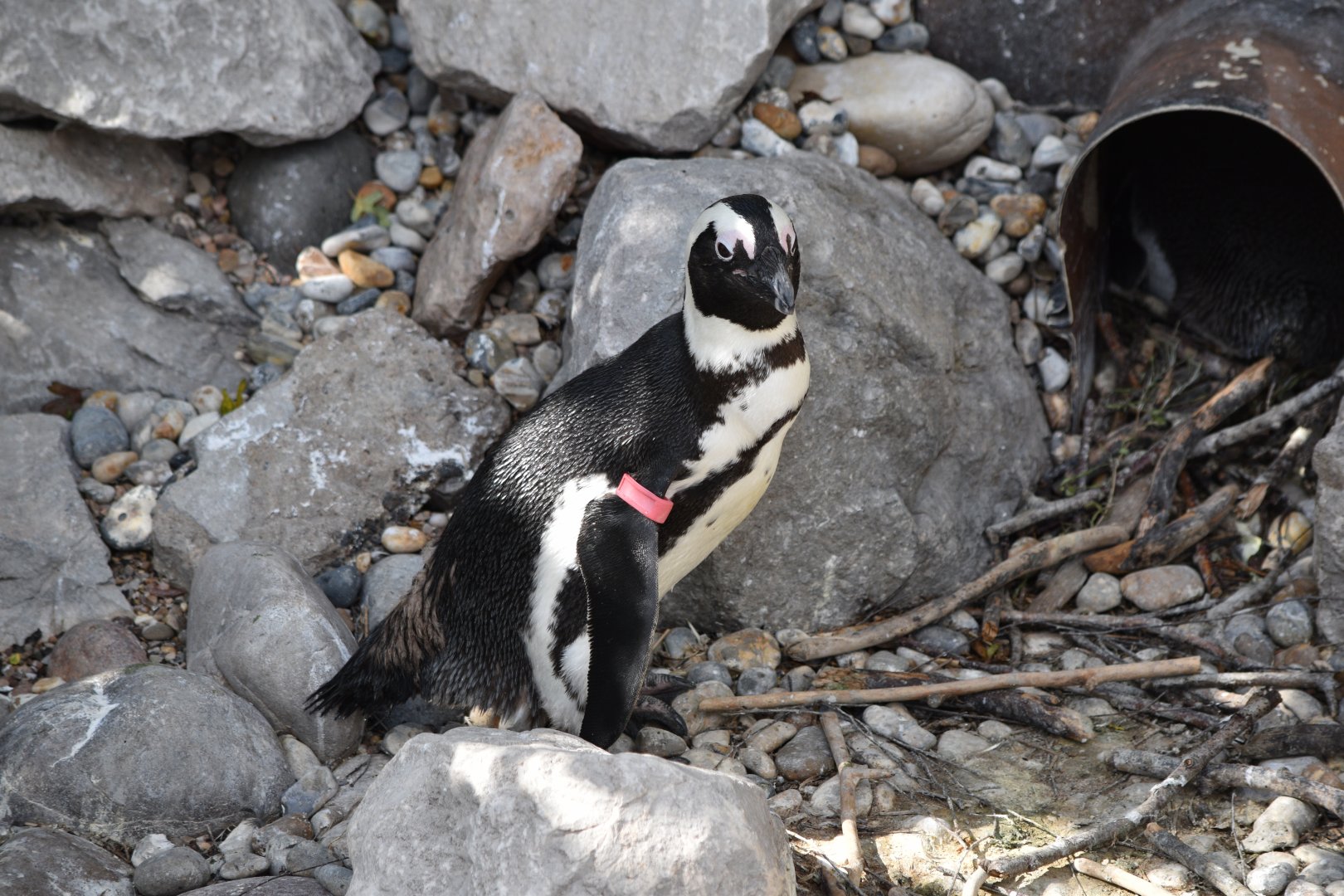 African penguin