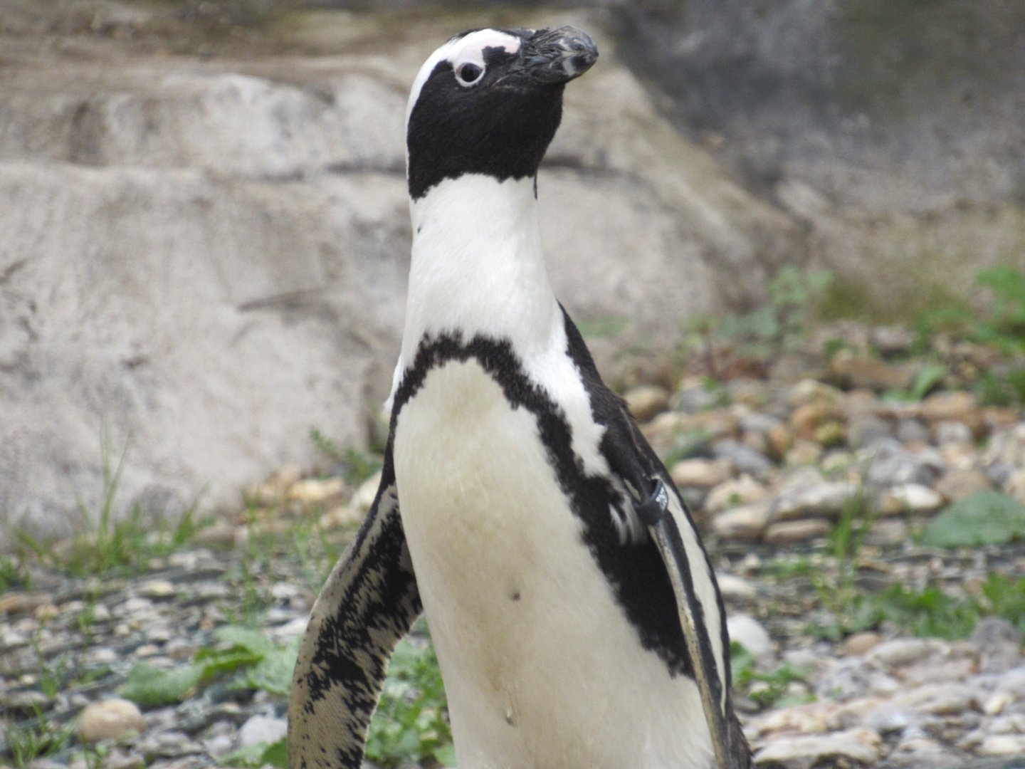 African Penguin