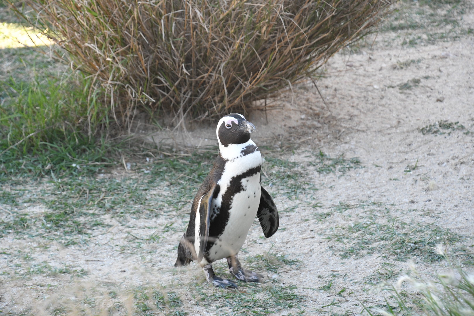 African Penguin