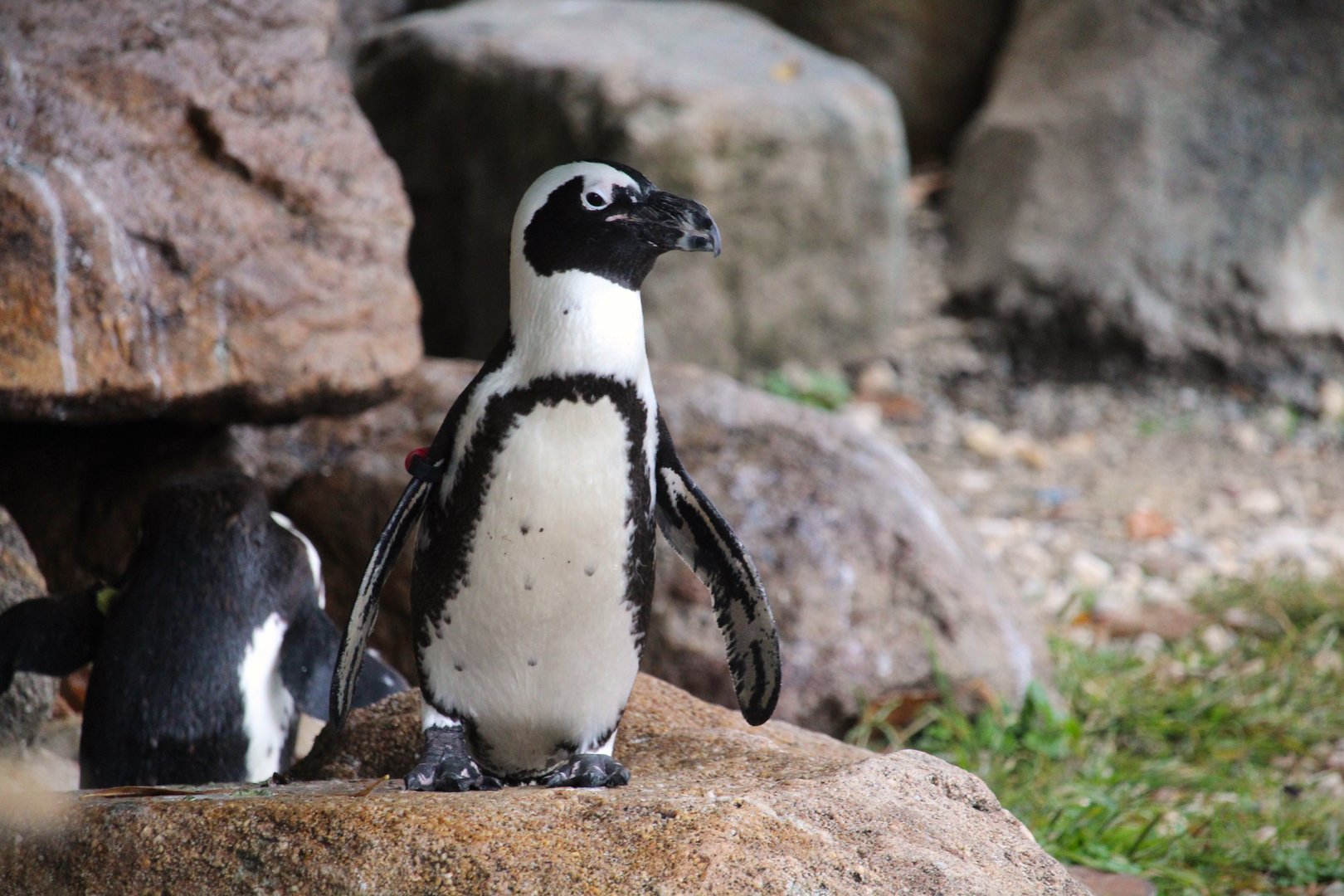 African Penguin