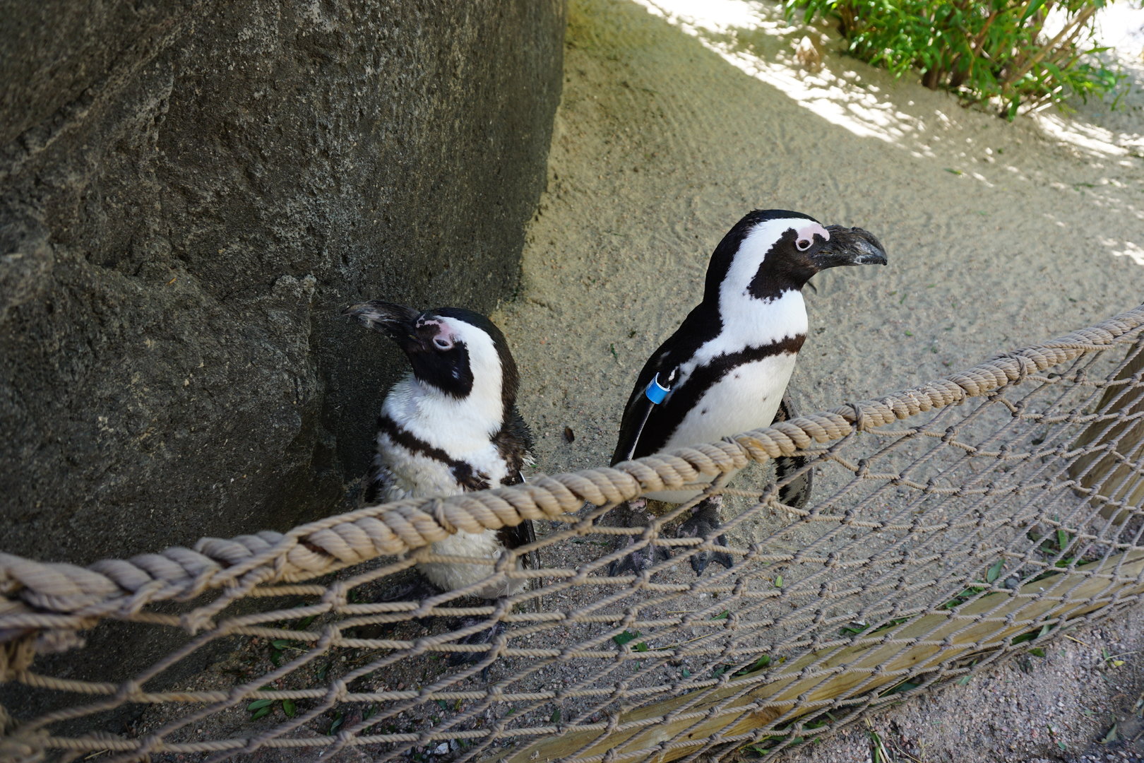 African Penguin