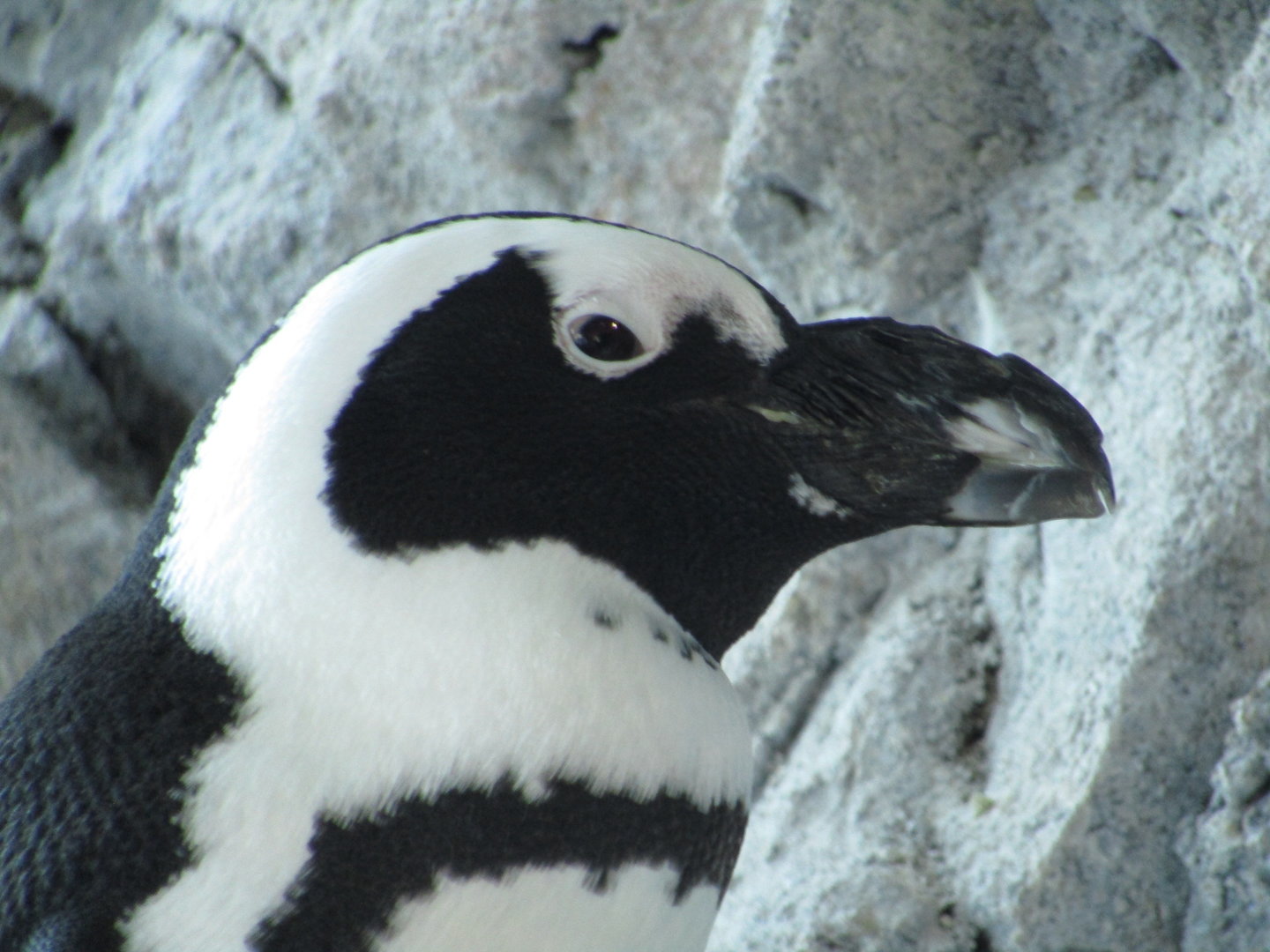African Penguin
