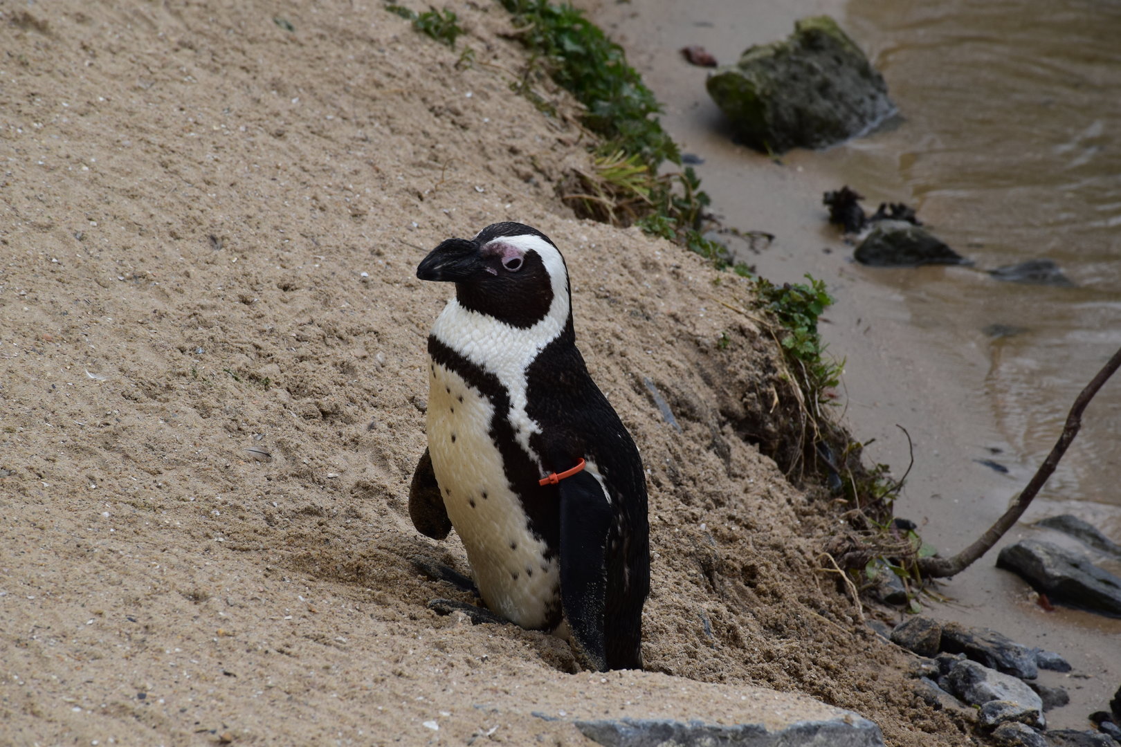 African penguin