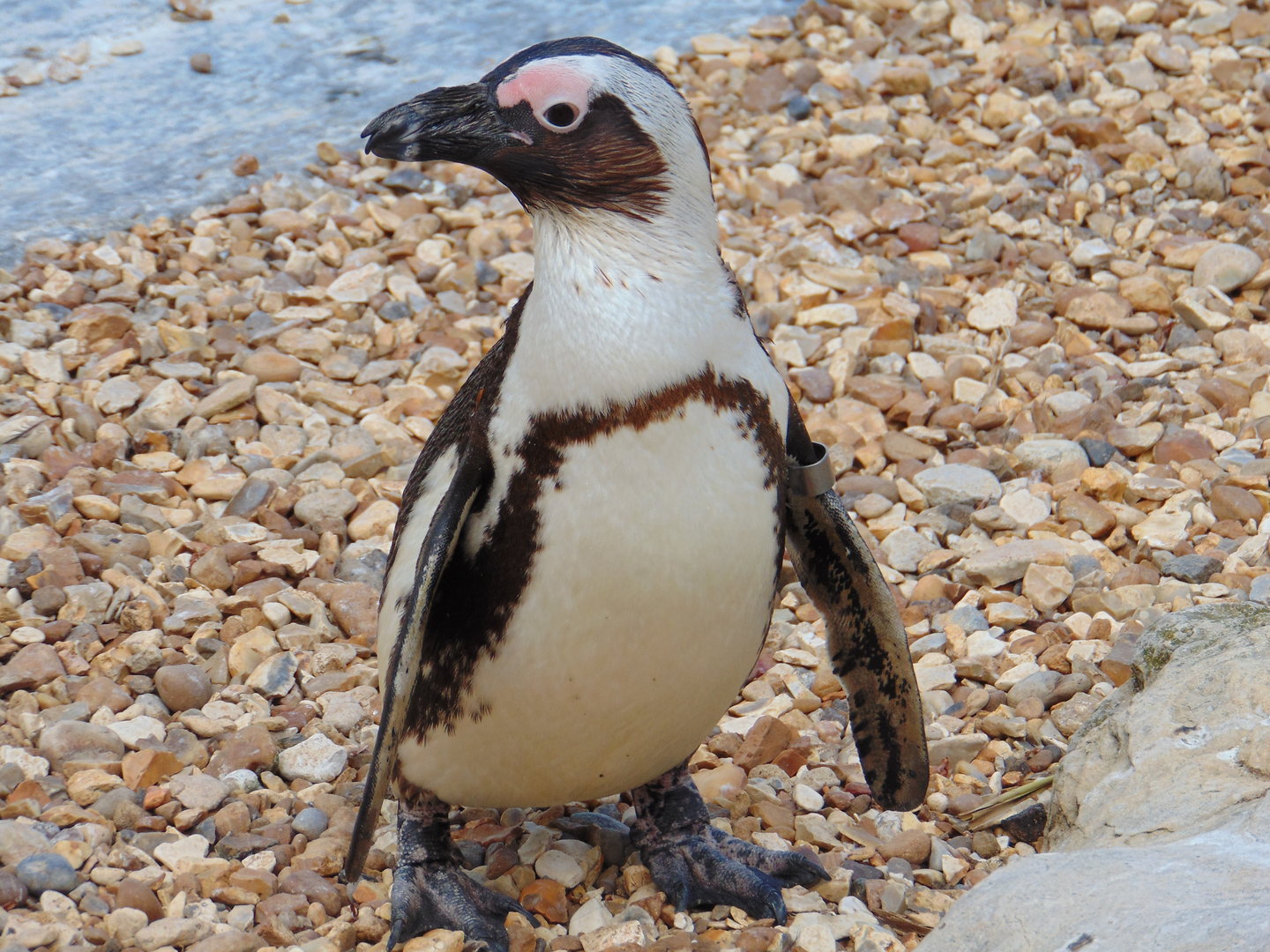 African Penguin