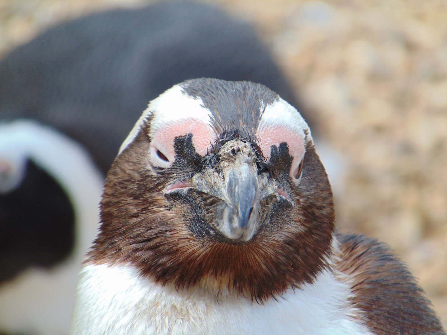 African Penguin