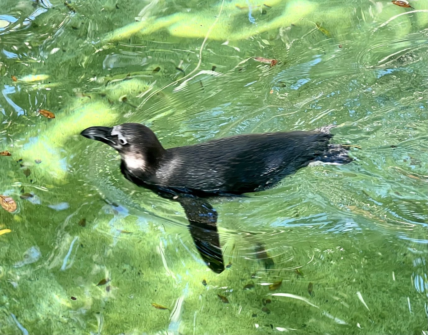 African Penguin
