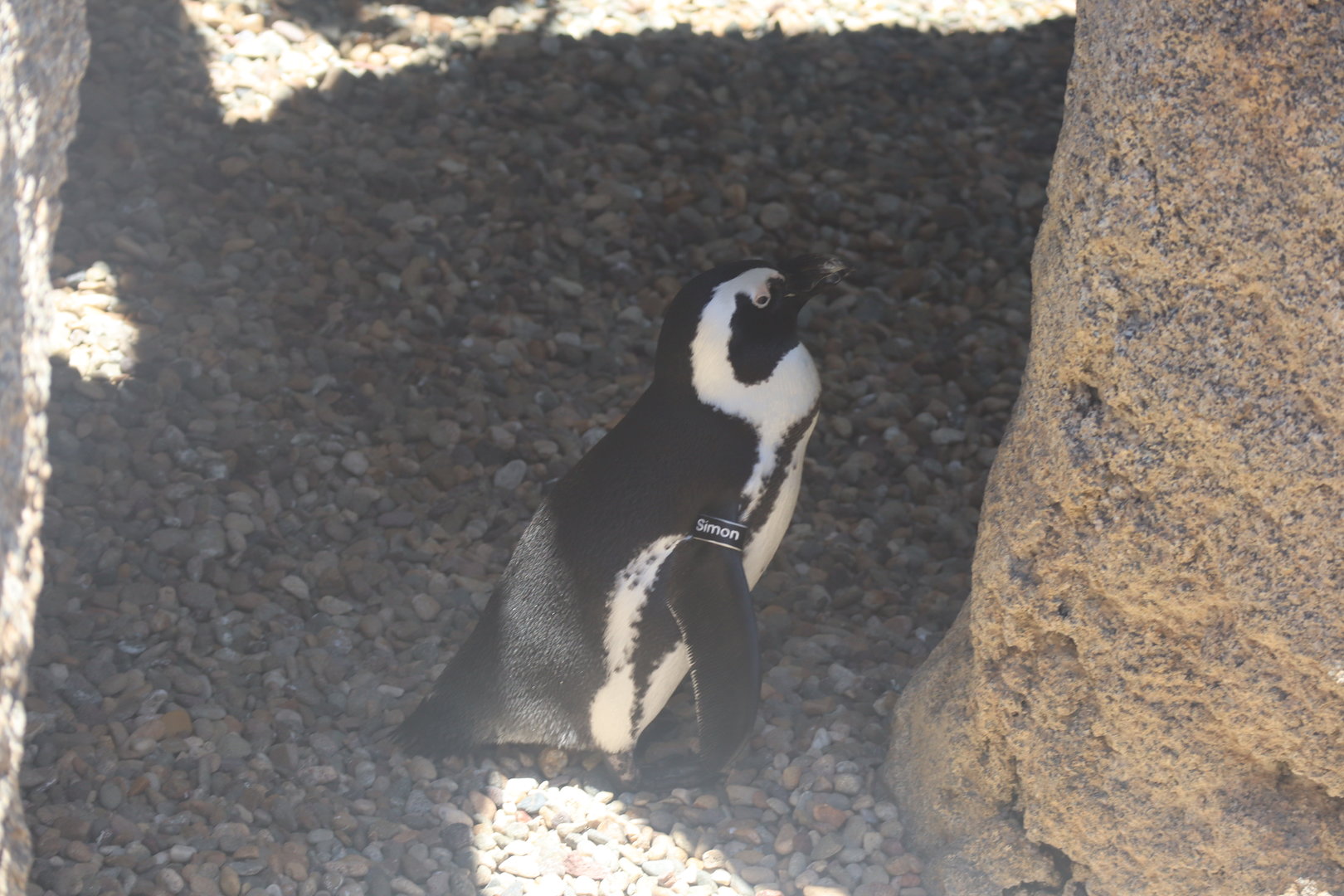 African Penguin