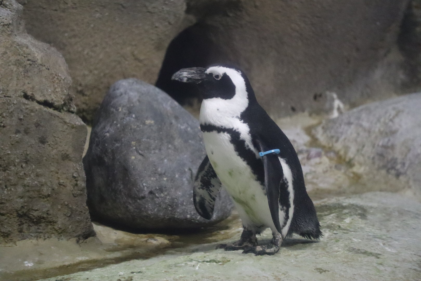 African Penguin