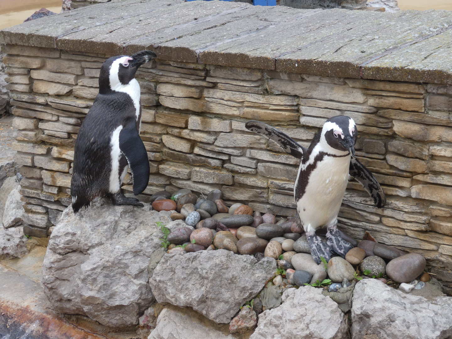 African penguin