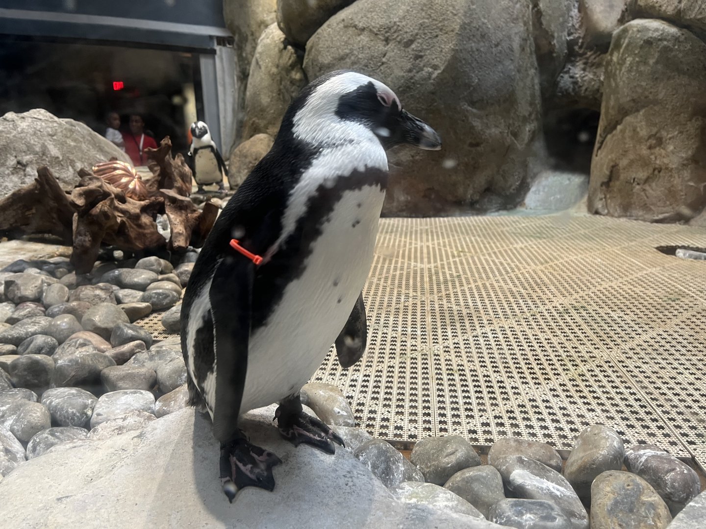 African Penguin