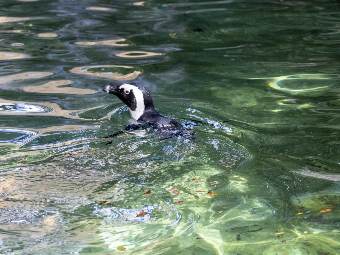 African Penguin