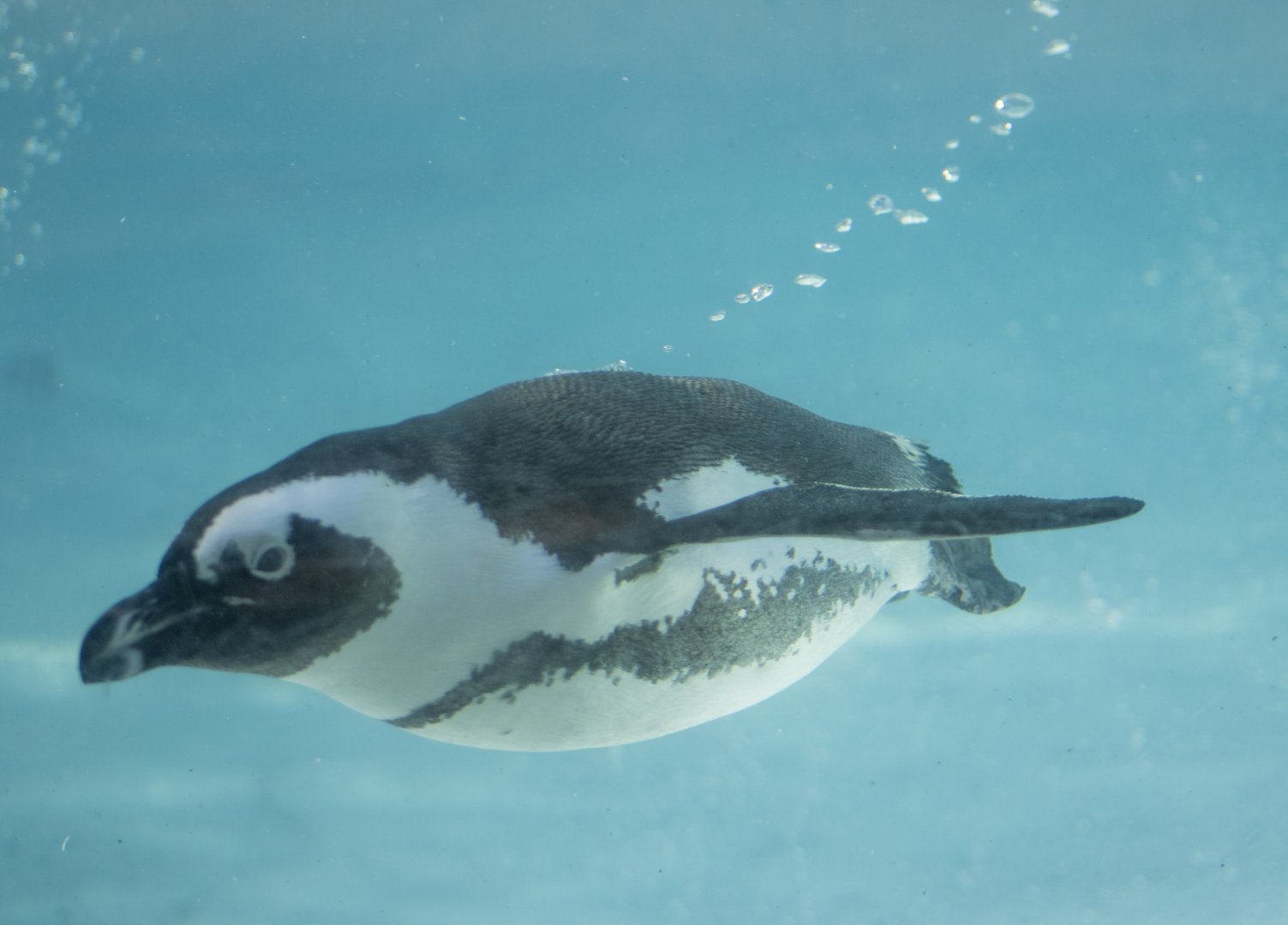 African Penguin