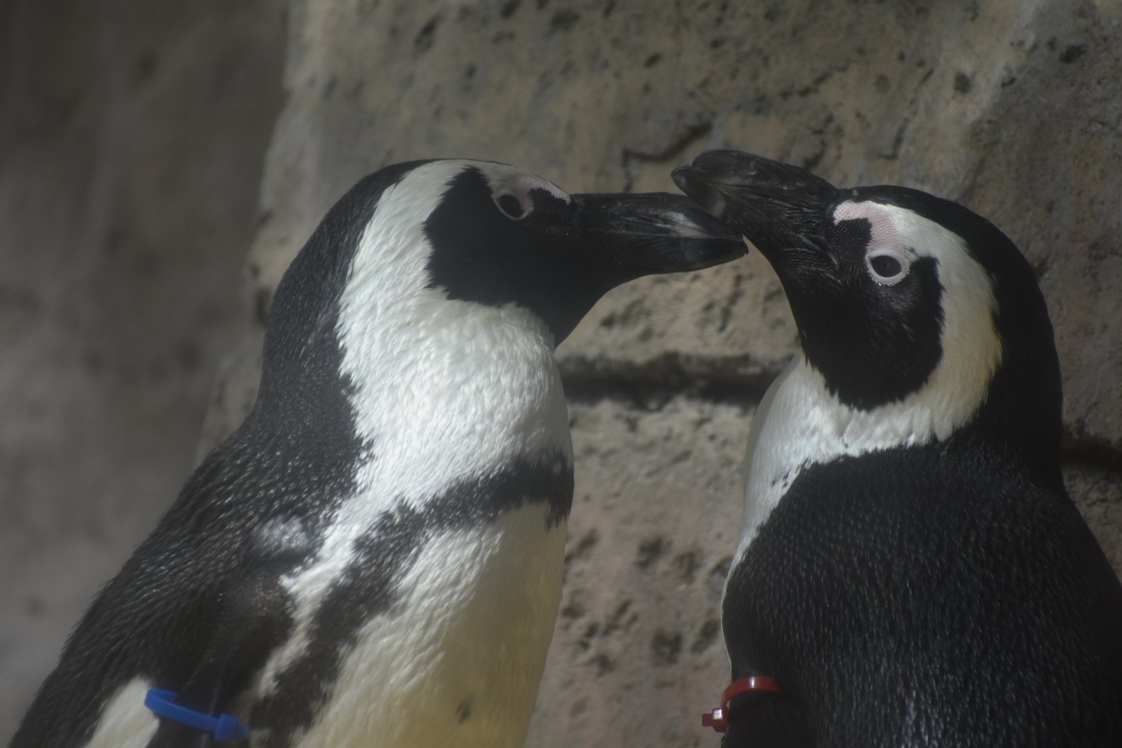 African Penguin