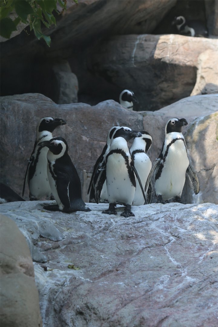 African Penguin
