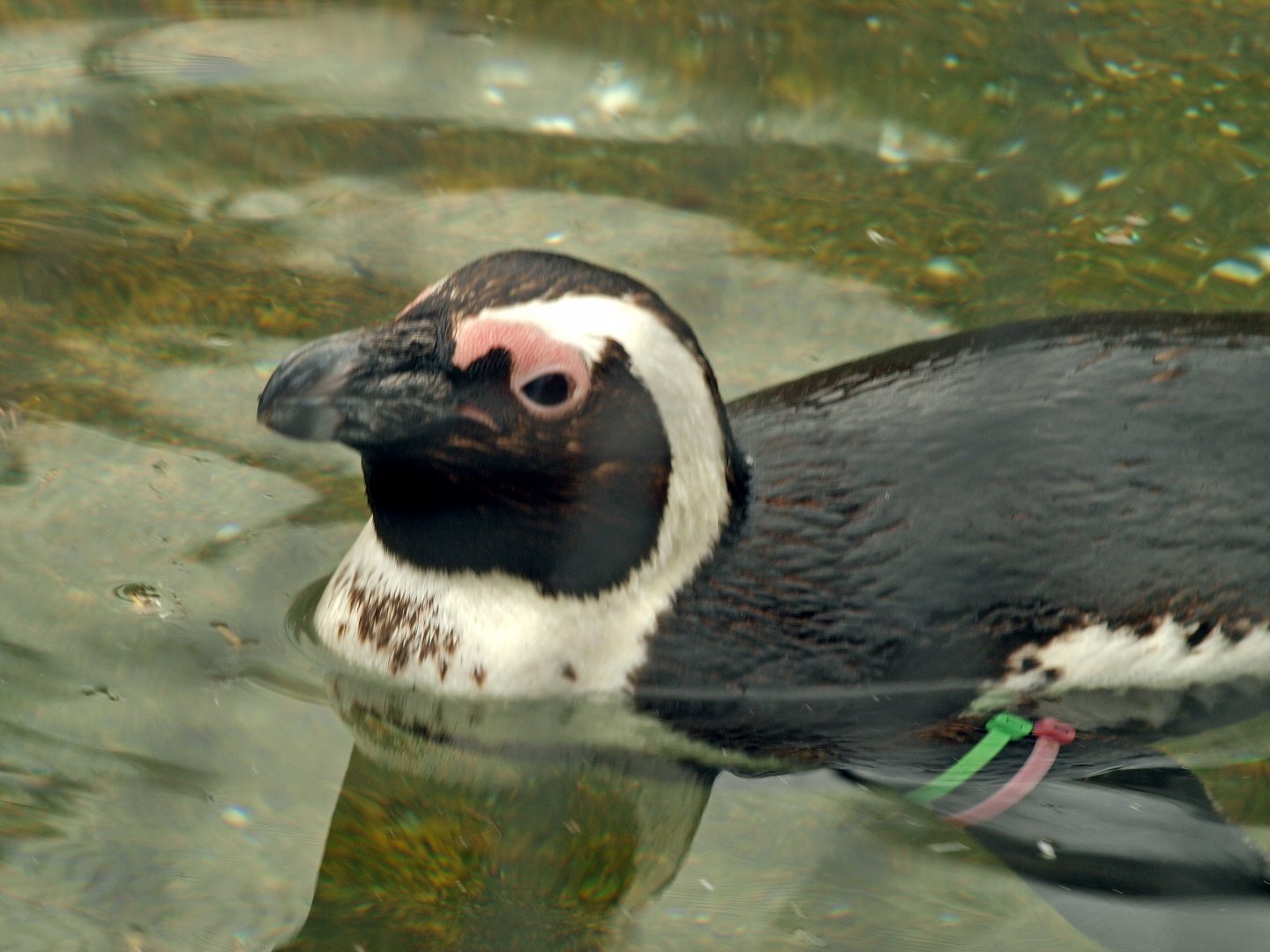 African penguin