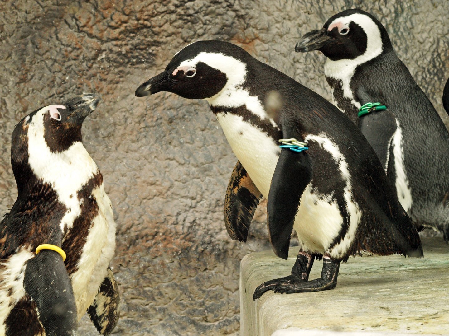 African penguin