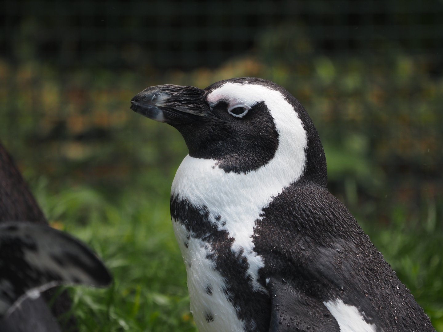 African Penguin