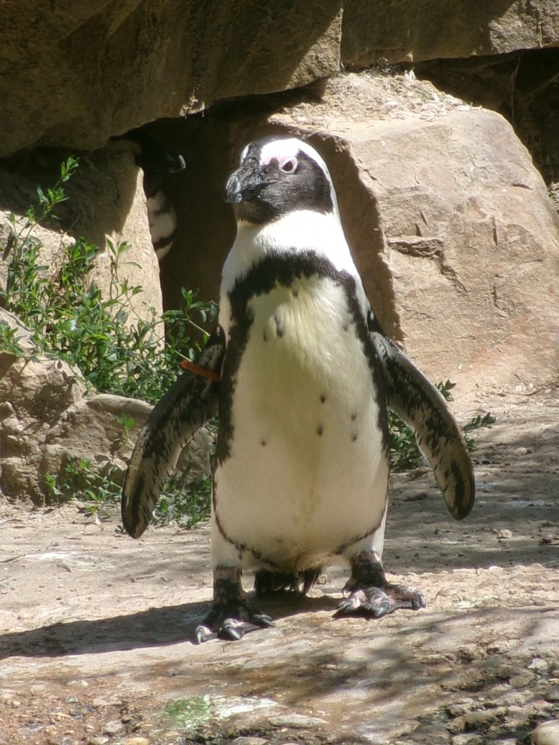 African penguin