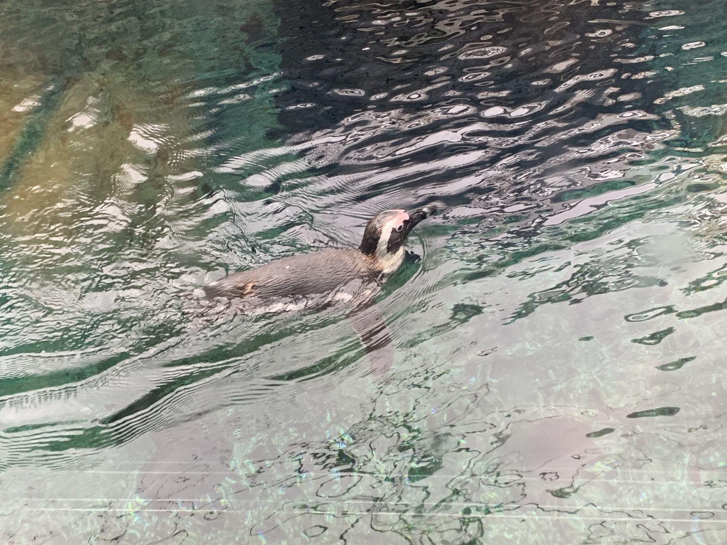 African penguin