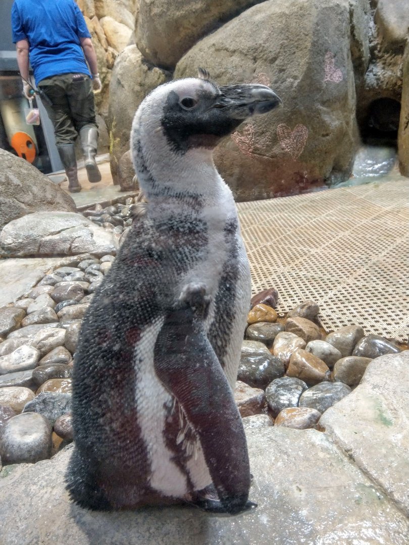 African Penguin
