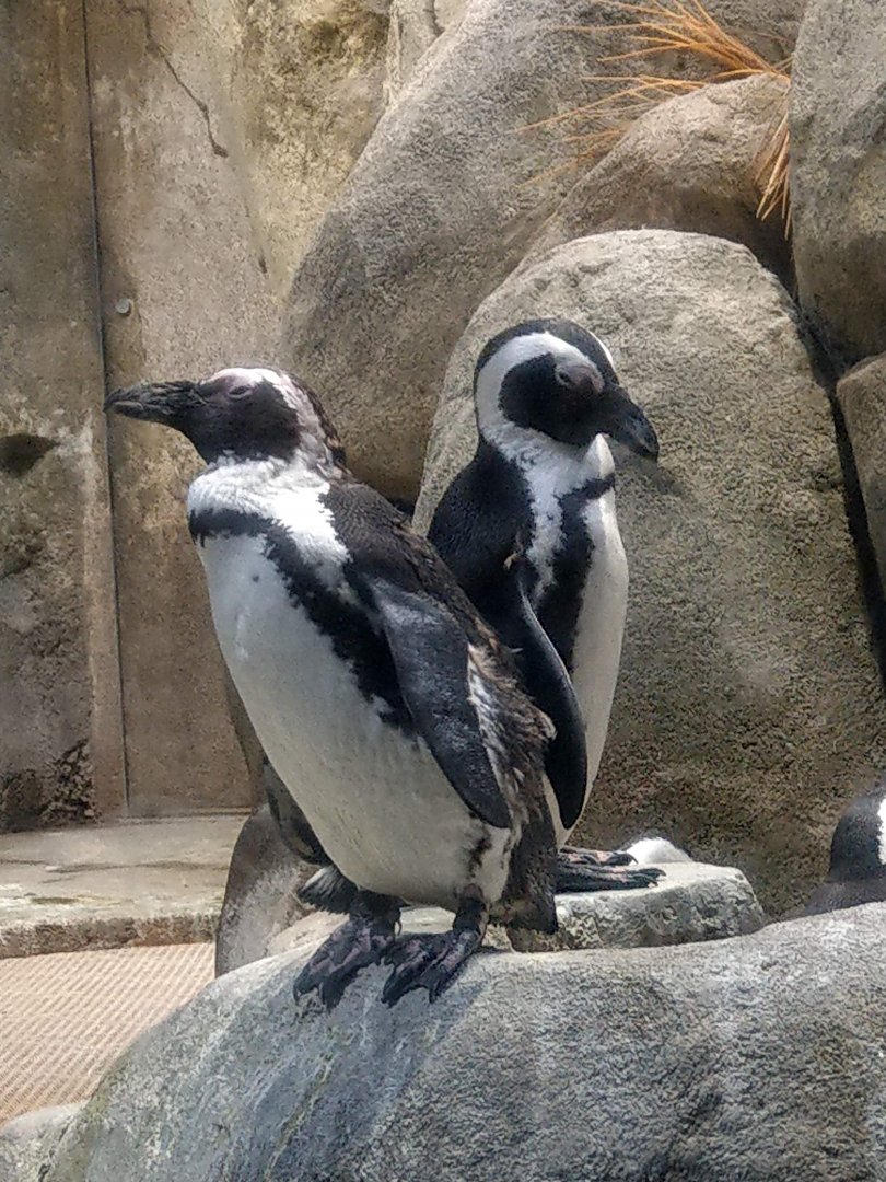 African Penguin