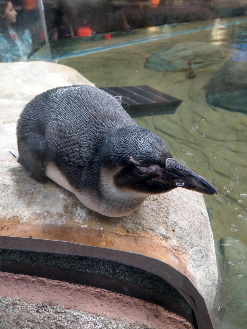 African Penguin