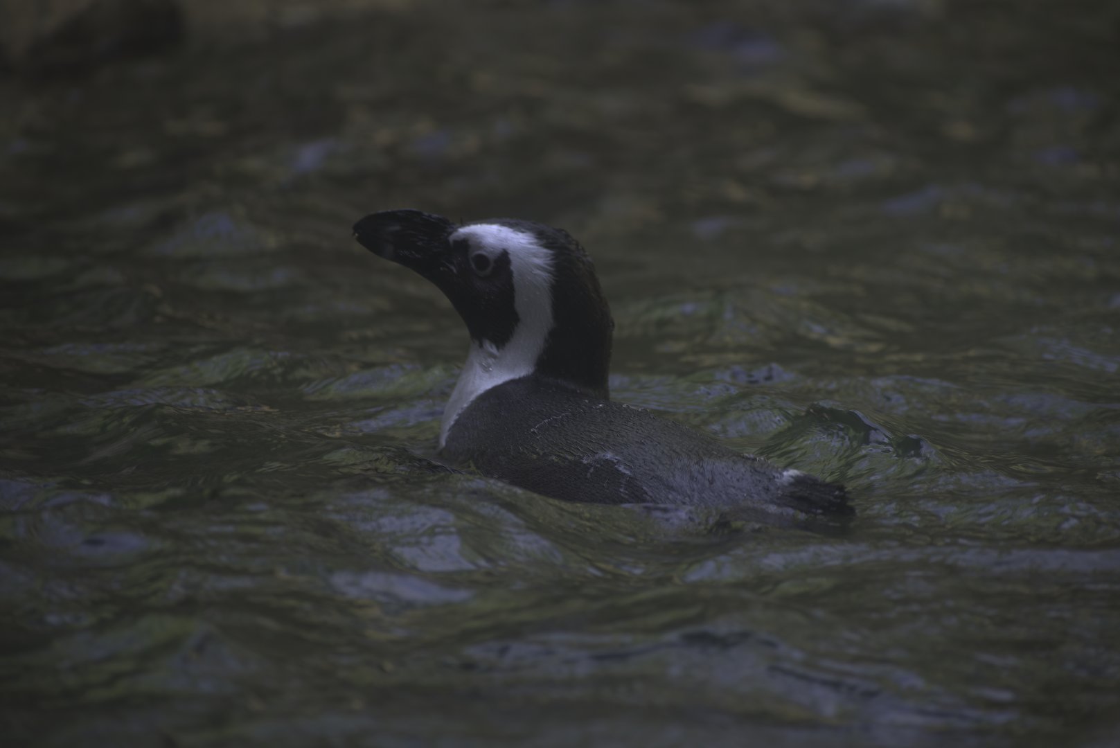 African Penguin