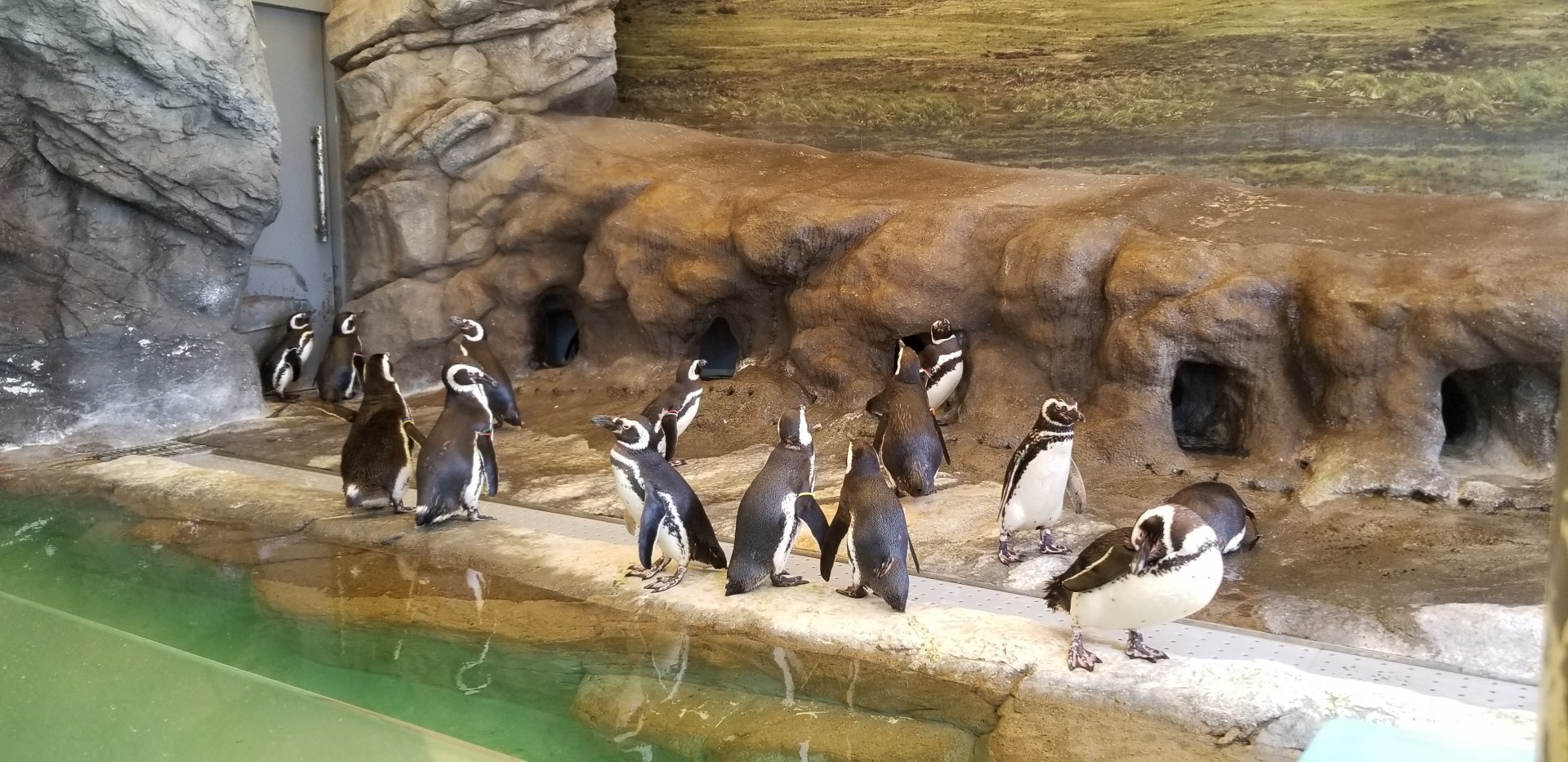 African Penguin