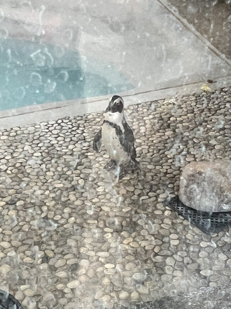African Penguin