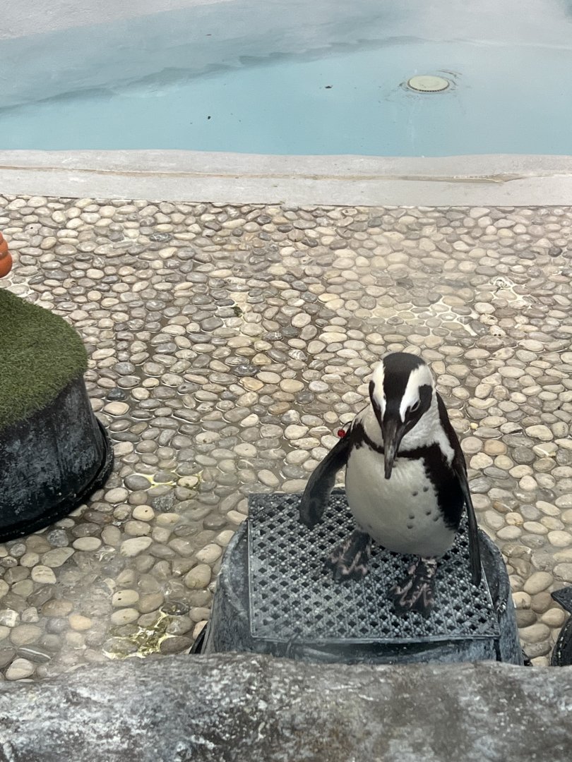 African Penguin