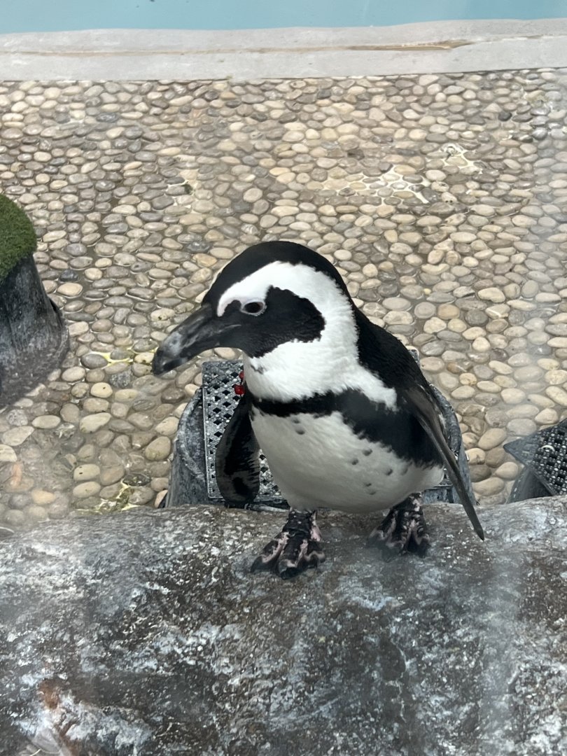African Penguin
