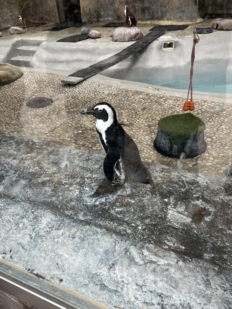 African Penguin