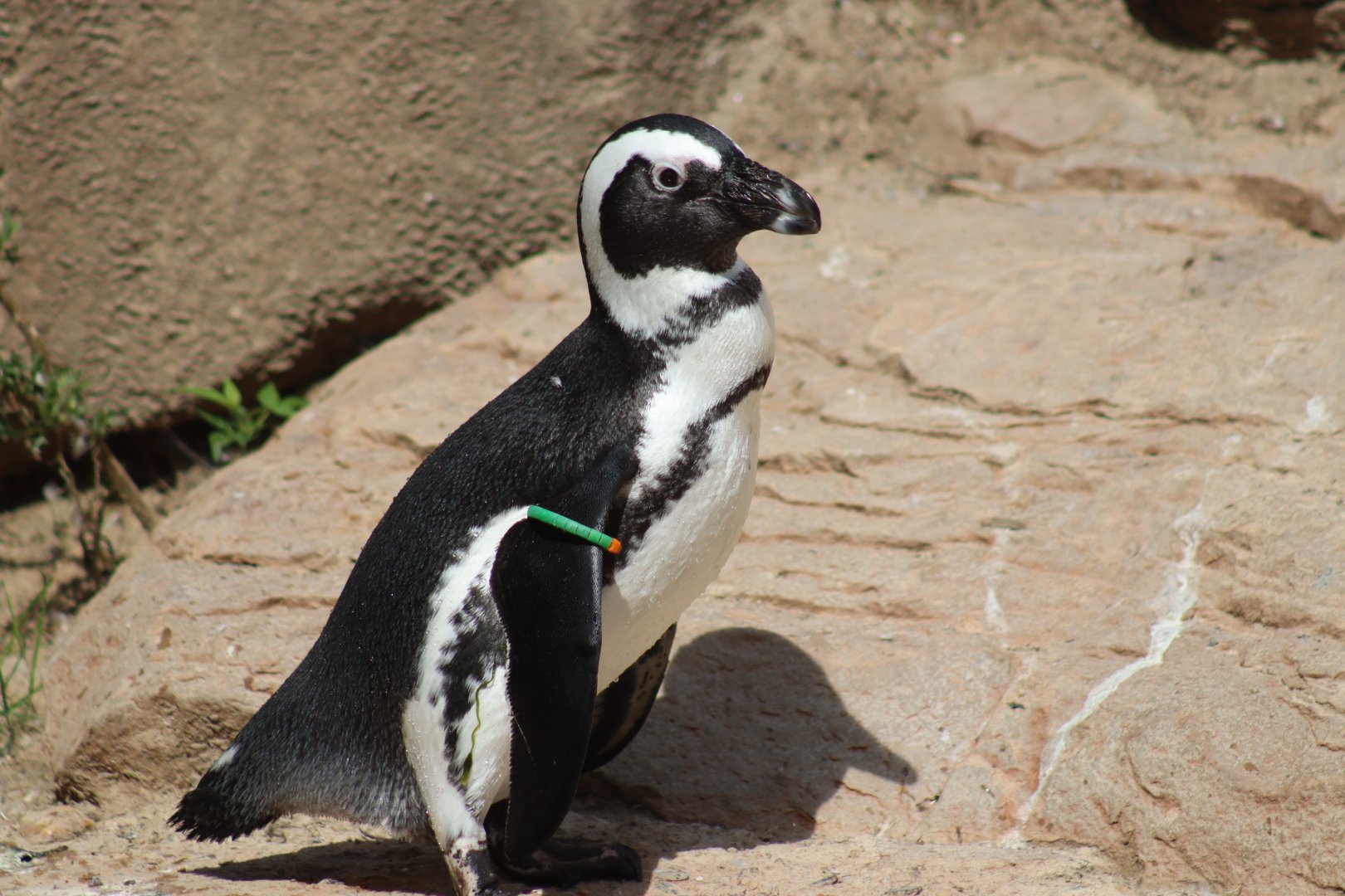 African Penguin