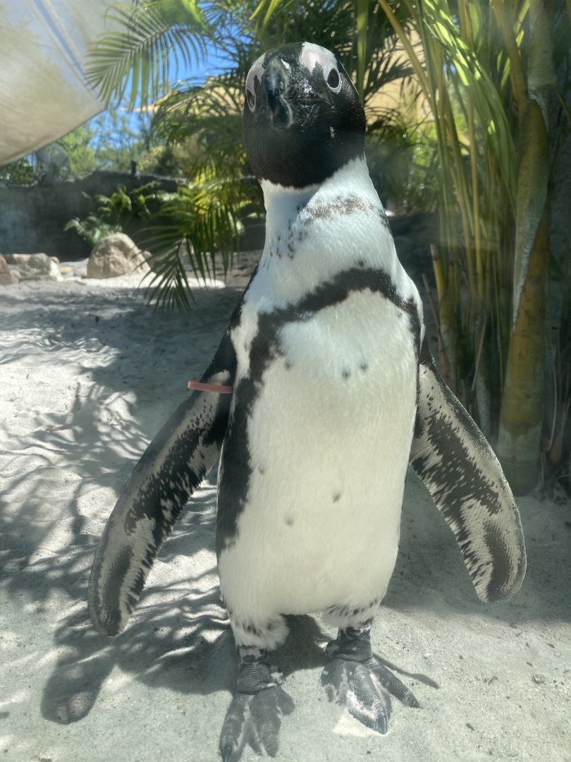 African Penguin