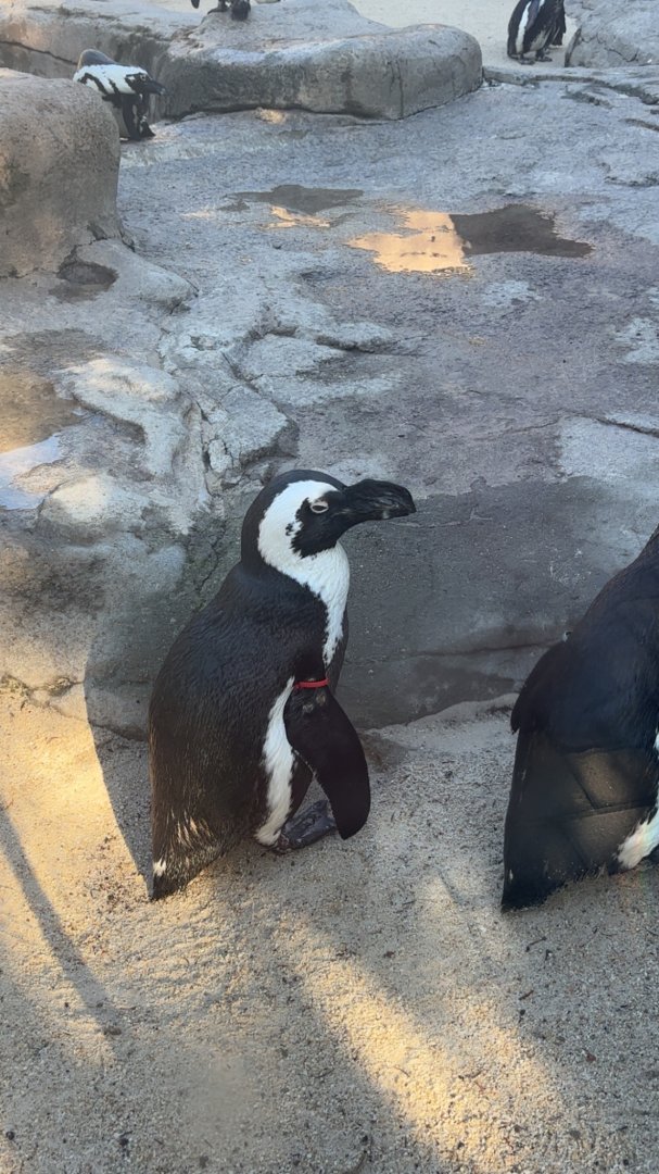 African Penguin