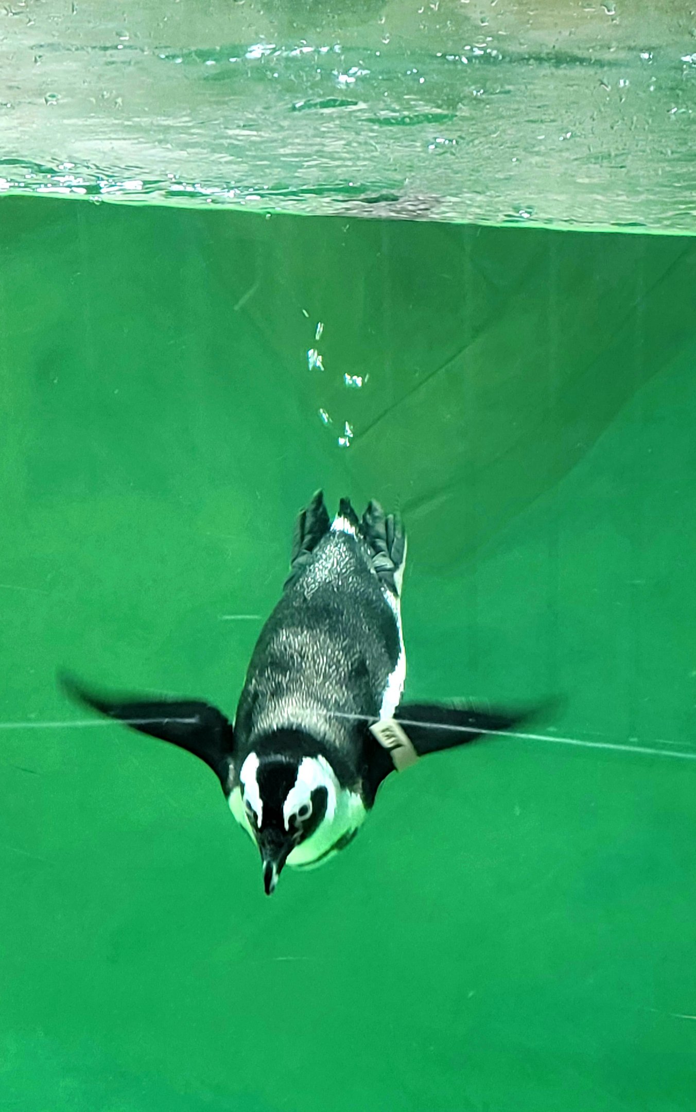 African Penguin