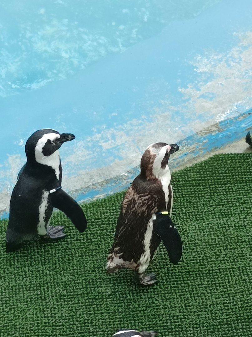 African penguin