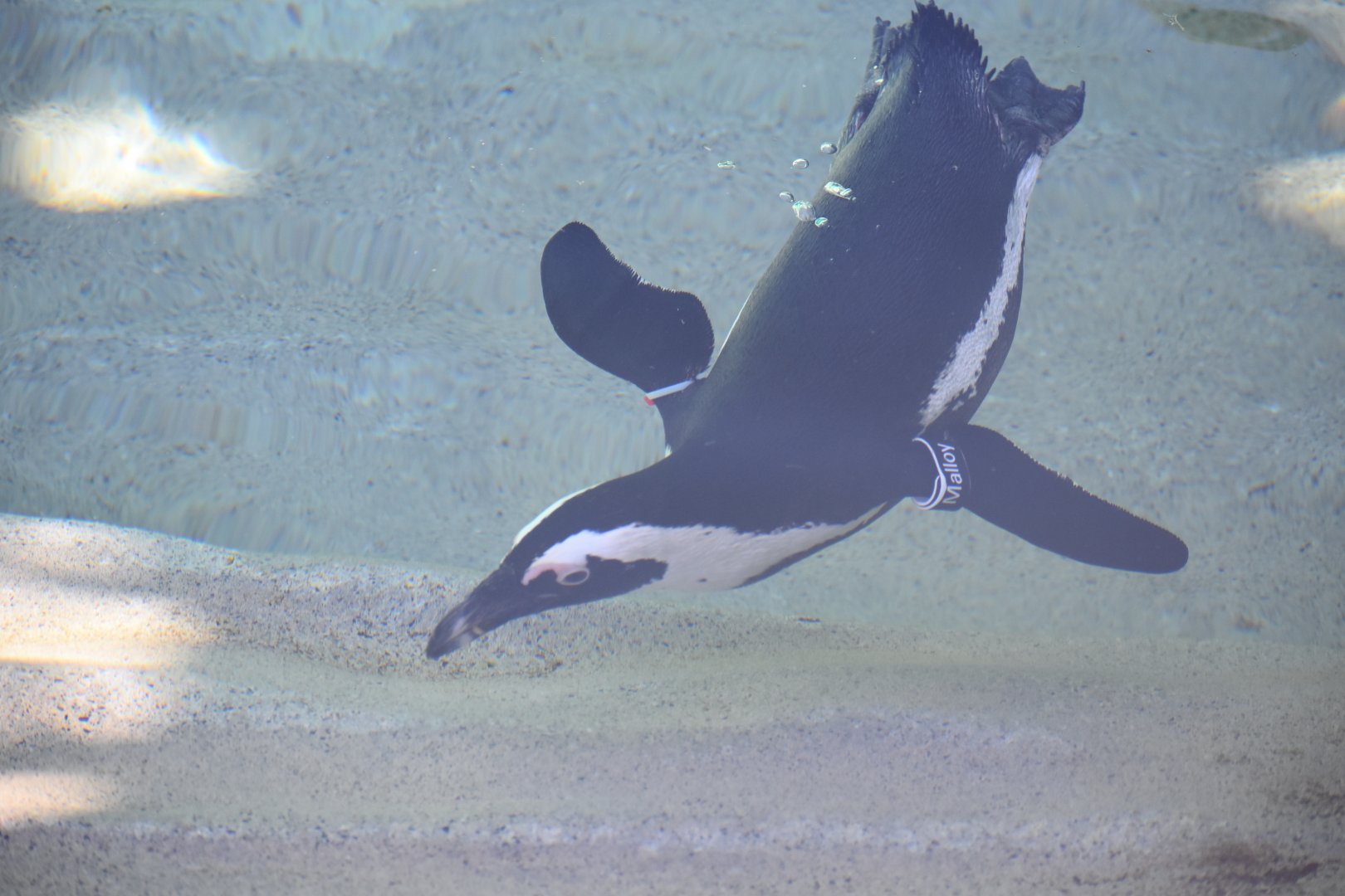African Penguin