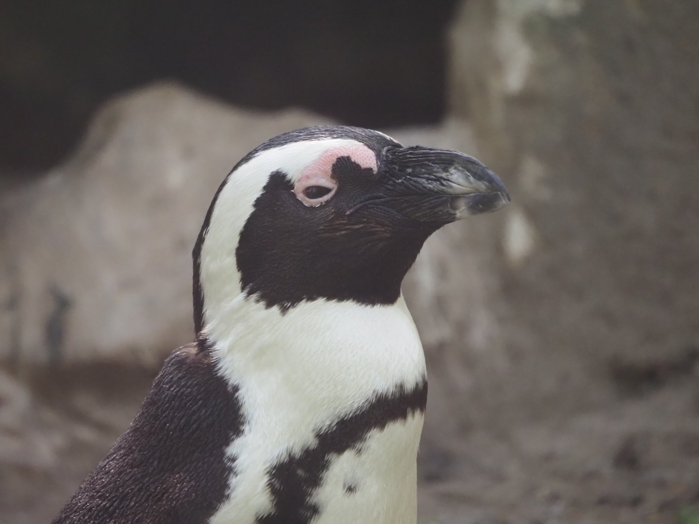 African Penguin