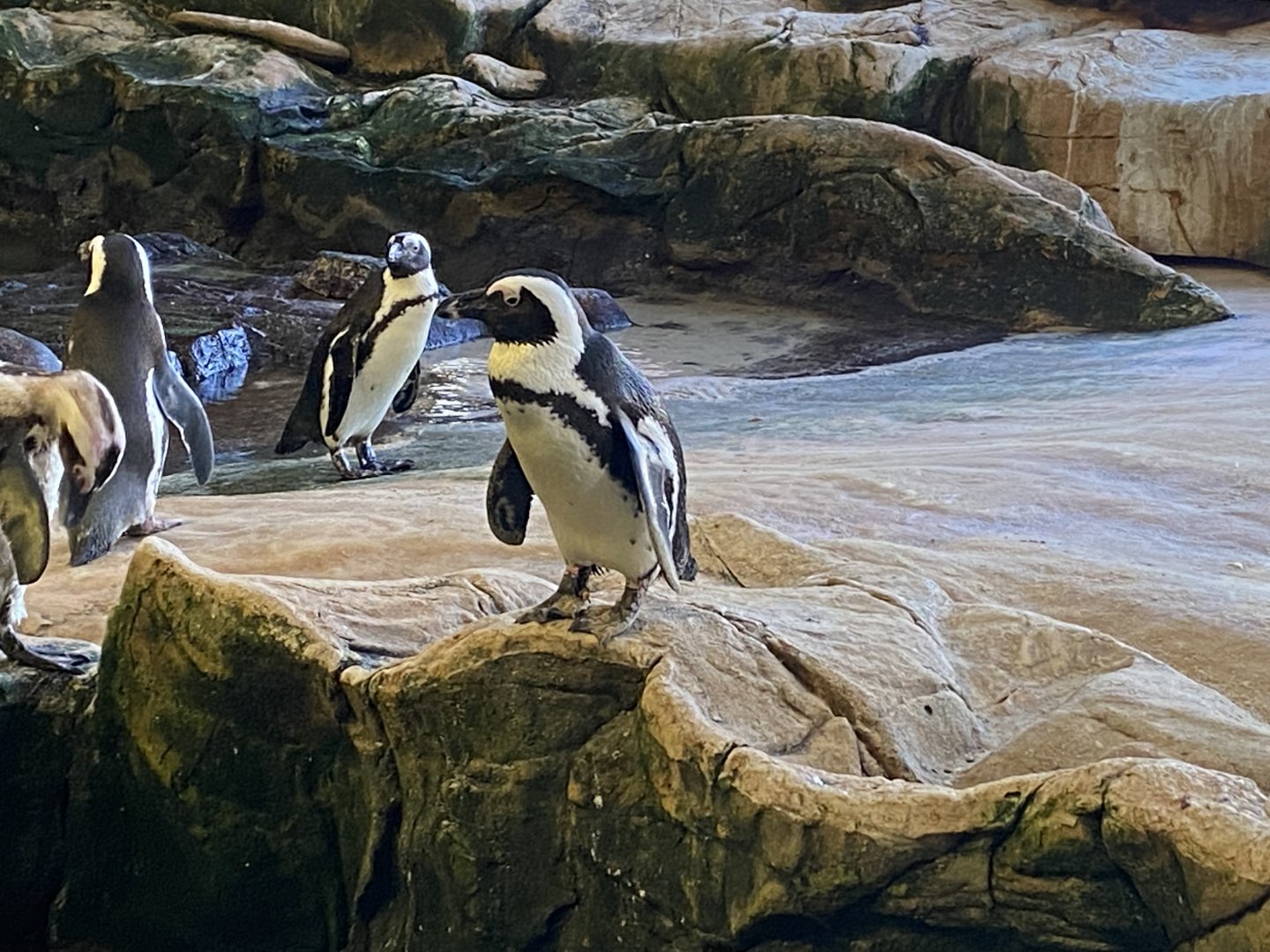 African penguin