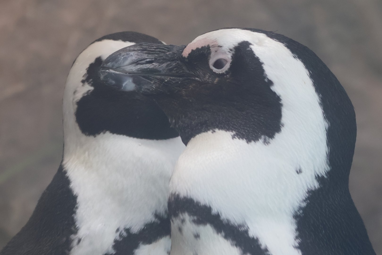 African penguin