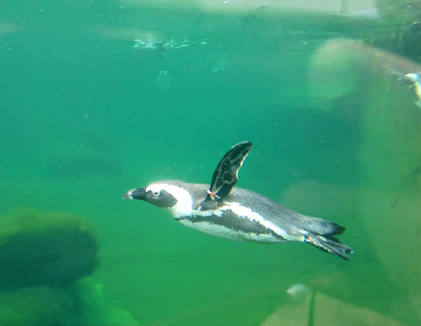 African penguin